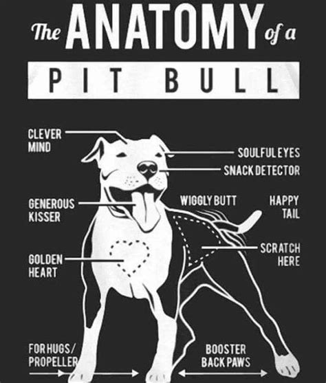 Pin By Vickie Chaffin On Pitties Pitbulls Pitbull Terrier American