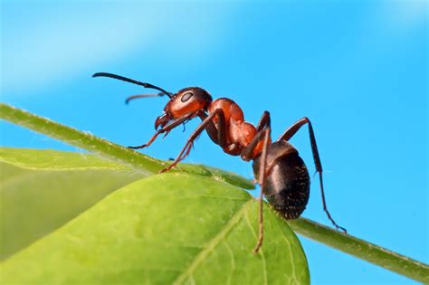 Ants Show Signs Of Cognitive Sophistication •