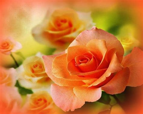 Pin By Jovanka On Flowers Peach Colored Roses Peach Roses Pretty