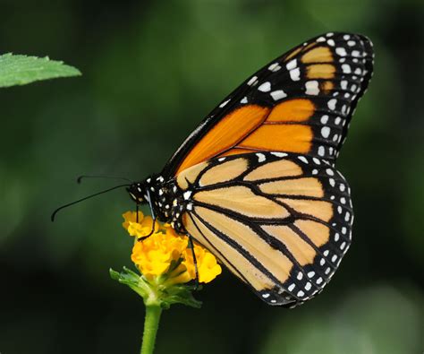 Creaturefeature Danaus Plexippus Wanderer Monarch Butterfly