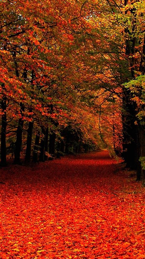 share more than 168 fall wallpaper hd super hot vn