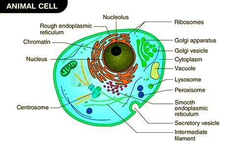 Diagram Of Animal Cell Structure Functions And Organelles