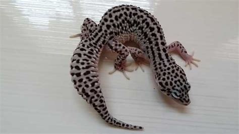 Leopard Gecko Super Snow Het Raptor For Sale Adoption From Penang