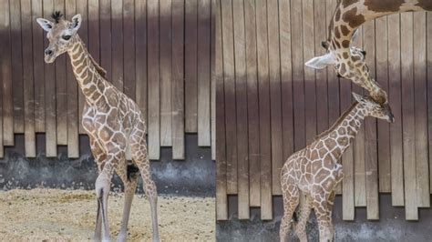 New Baby Giraffe Born At Milwaukee County Zoo