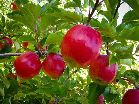 Pink Lady Apple Trees For Sale Online The Tree Center