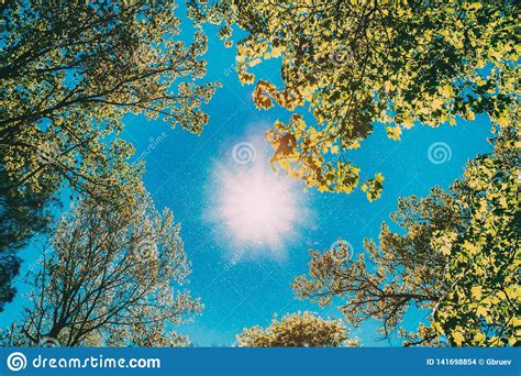 Sunny Canopy Of Tall Trees Sunlight In Deciduous Forest Summer Nature