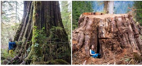 Send A Message Protect Bcs Endangered Old Growth Forests