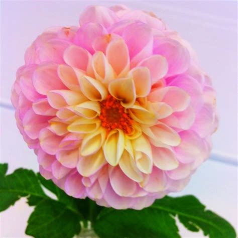 Dahlias Oh So Lovely Planting Flowers Flowers Plants