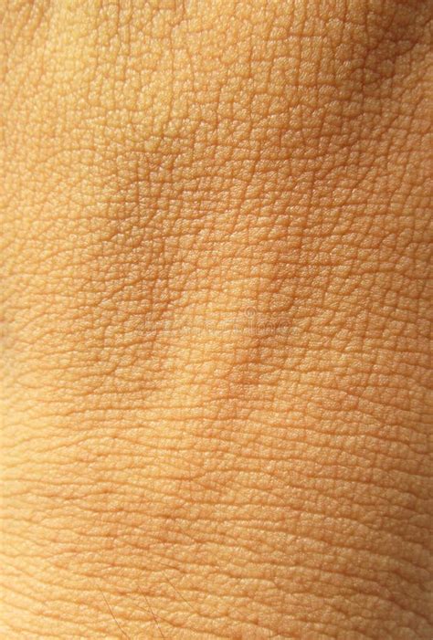 10415 Human Skin Texture Stock Photos Free And Royalty Free Stock