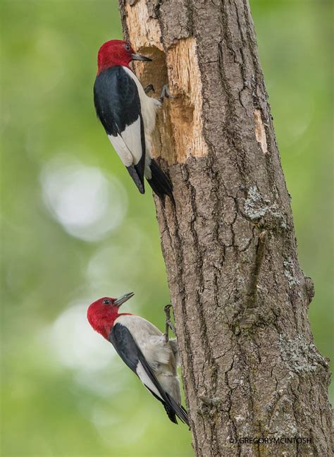 Red Headed Woodpeckers Watching And Photographing This Se Flickr
