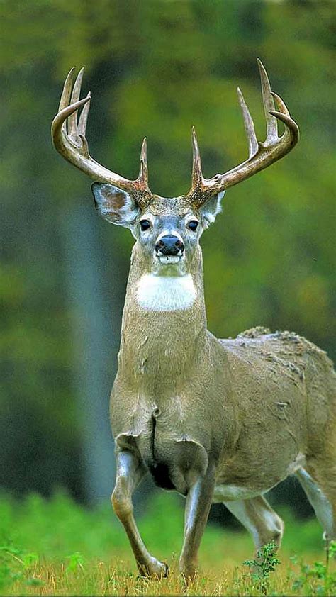 1920x1080px 1080p Free Download Deer White Tailed Hd Phone