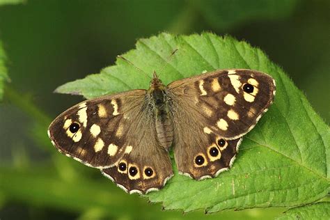 Darley Dale Wildlife Speckled Wood Butterfly