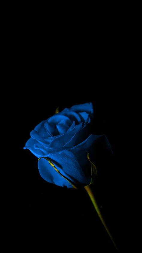 Download Dark Photography Blue Rose Beautiful Flower Wallpaper