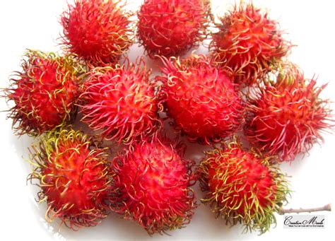 The link from tesco malaysia provides the prices of the usual fruits which includes many imported i actually not too sure about malaysia situation, but durian can generally bear fruit out of season (at granted, it was a relatively rare wild cultivar but from what i hear from the locals, it shouldn't be. Best of Malaysia's tropical fruits | Erasmus blog Kuala ...