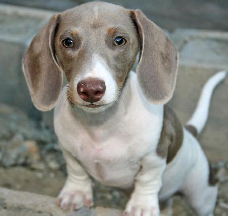 It has been established that this dog is among the 14 oldest breeds and bones excavated in. Pin by Lisa Gurkin on Dachshund | Dachshund breed ...