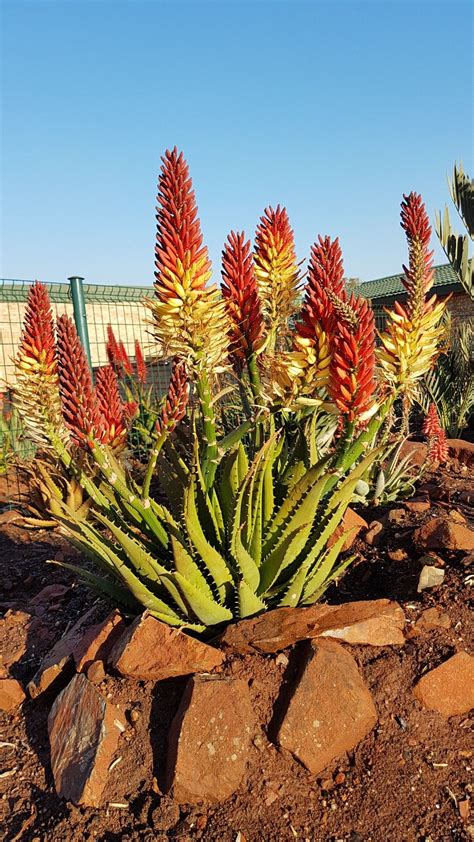 Aloe Hybrid In Flower Johans Hybrids July 2018 Plant Tree
