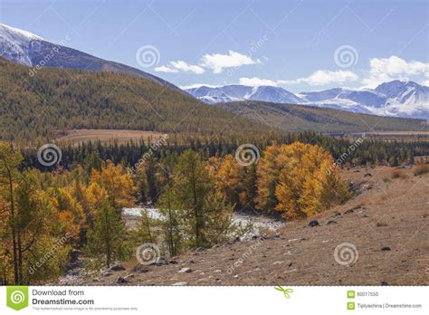 Autumn Altai Stock Photo Image Of Hill Trees Beautiful 60017550