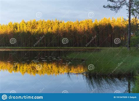 Beauty Of The Northern Nature Shaded Lake Shores And Tops Of Pine Tree