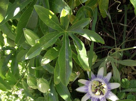 Blue Passion Flower Weedbusters