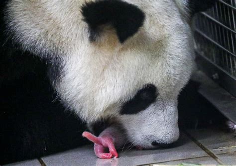 Rare Baby Panda Twins Born At Belgian Zoo