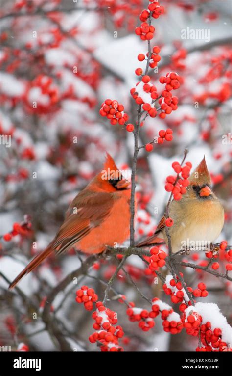 Male And Female Cardinals Hi Res Stock Photography And Images Alamy