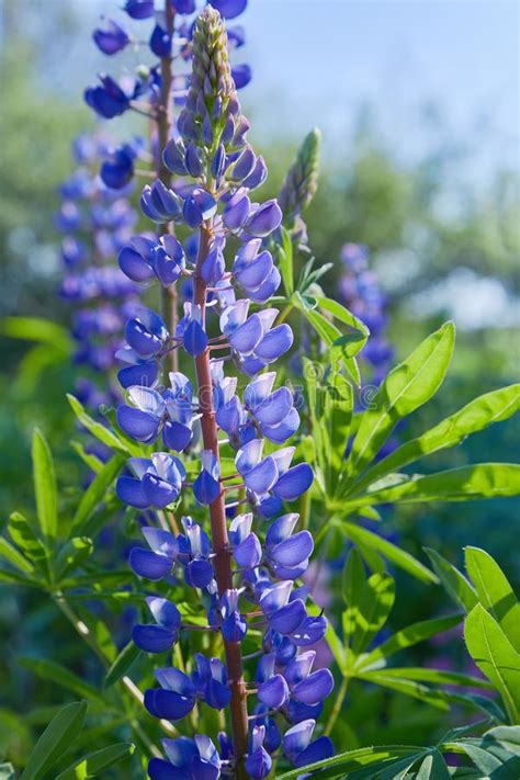 Blue Lupine Lupinus Lupin Flower Blooming In The Meadow Stock Image