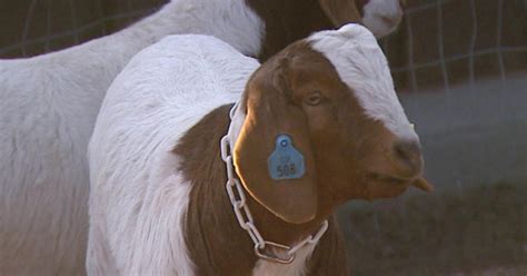 300 Goats Helping Boulder With Weed Control Cbs Colorado