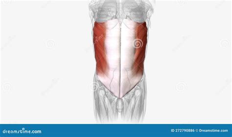 Deep In The Skin The Abdominal Wall Consists Of Five Muscles Which