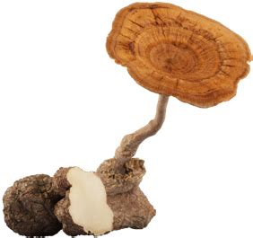 Tiger milk mushrooms , which are similar to chinese mushrooms that are found in several dishes and soups, are commonplace in africa. TIGER MILK MUSHROOM: About TMM