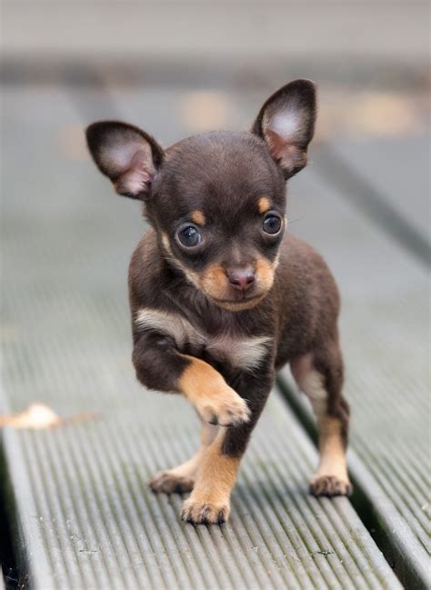 73 Teacup Chihuahua Fully Grown Picture Bleumoonproductions