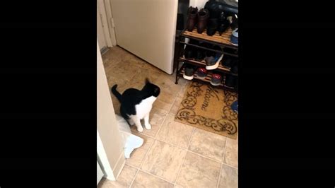 My Cat Cleaning Up His Own Mess Youtube