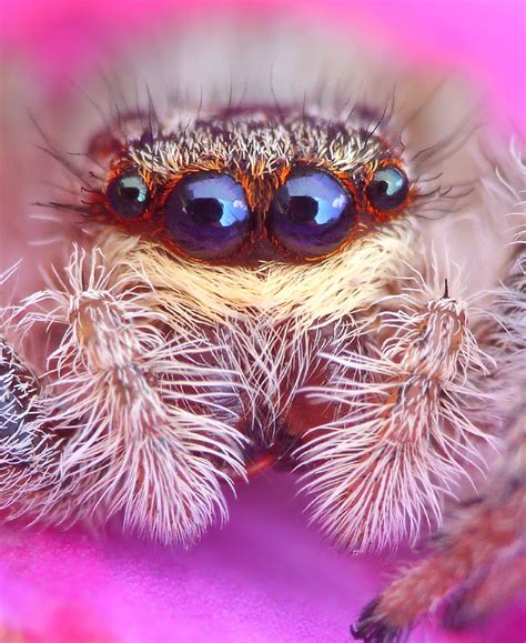 These Are The Most Beautiful Spiders You Will Ever See Animals
