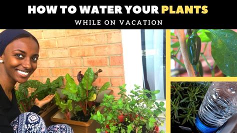 How To Water Plants While On Vacation Easy Step By Step W Results Youtube