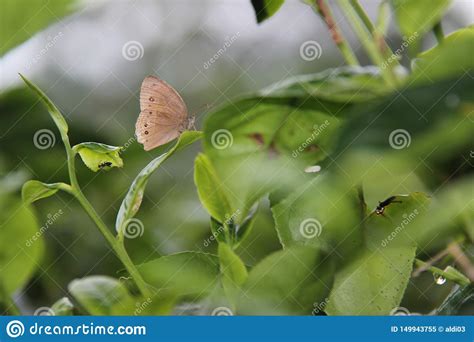 Brown Butterflies Perch On Green Tea Leaves Stock Image Image Of Farm