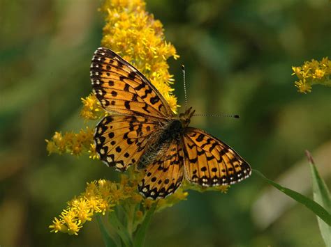 Silver Bordered Fritillary —