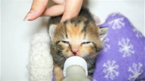 Kittens Bottle Feeding Cutest Moments Youtube