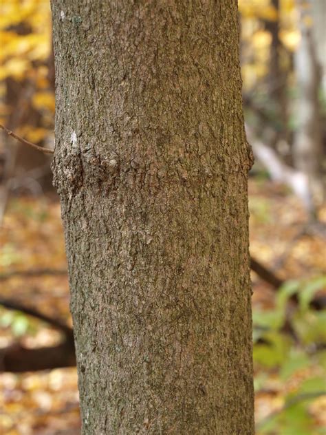 Maybe you would like to learn more about one of these? Nature Nerd: Pop quiz--Bark!