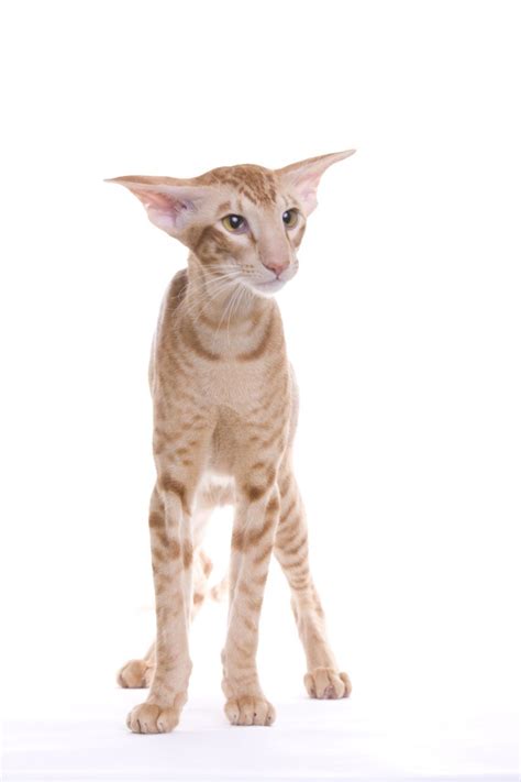 So Much Character In The Face Of This Oriental Shorthair Cat ~ets