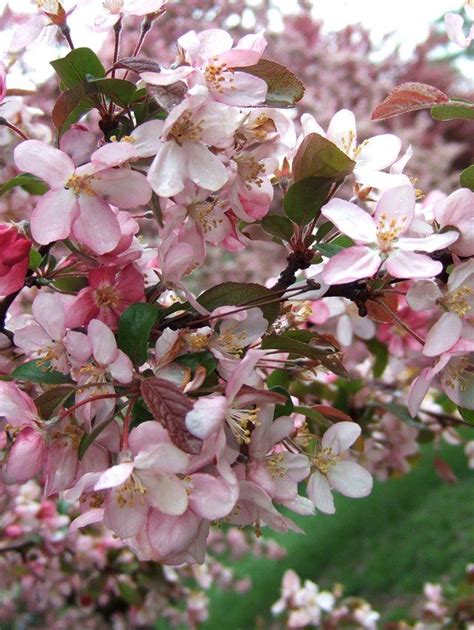 Robinson Crabapple Blooms Flowering Crabapple Crabapple Tree