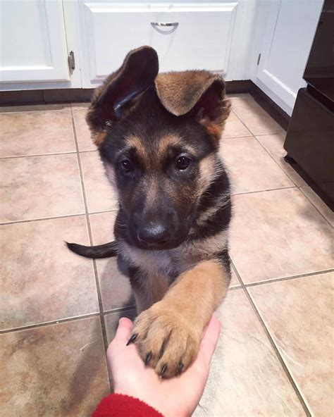 35 German Shepherd Puppies That Really Cute Fallinpets