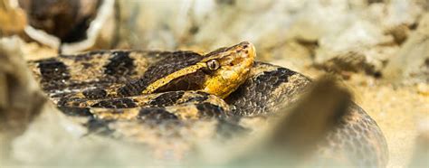 Best Pit Viper Stock Photos Pictures And Royalty Free Images Istock
