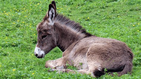 Help My Donkey Wont Get Up From Lying Down What Now
