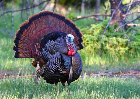Kasoa Man Arrested For Having Sex With A Turkey At Papase