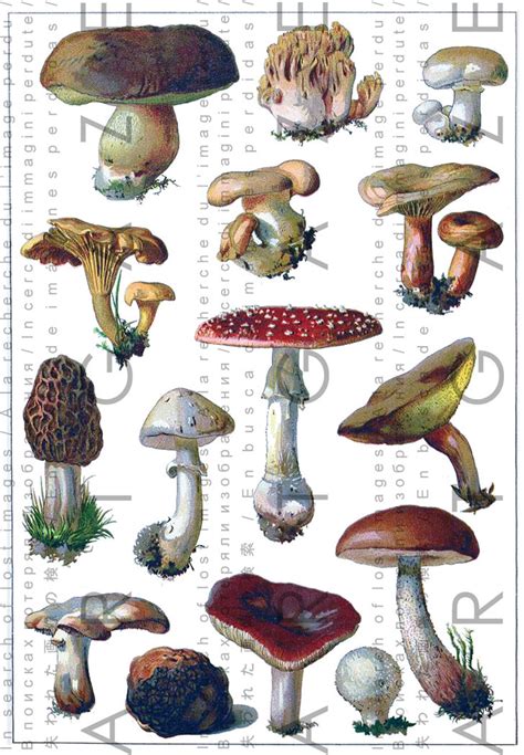 Antique Print Mushrooms Poisonous Fungi Print Vintage Etsy