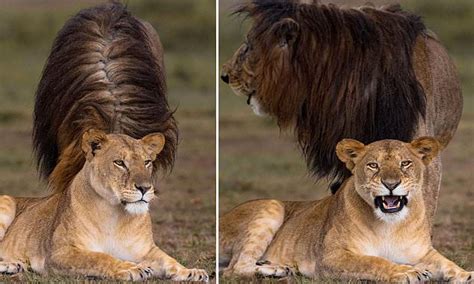 Its Amy Lion House Hilariously Timed Picture Appears To Give A