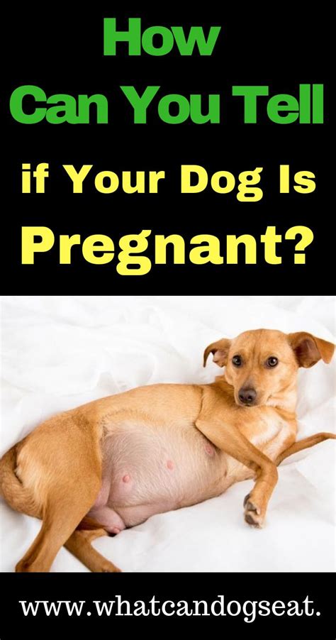 How Can You Tell If Your Dog Is Pregnant Pregnant Dog Dog Care Dogs