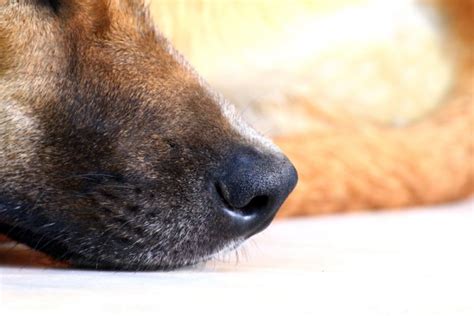 How To Treat Dry Crusty Dog Nose