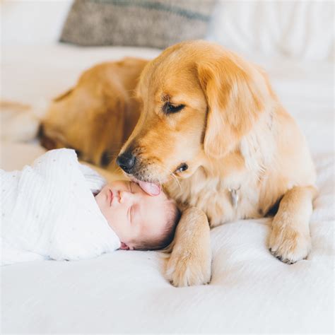 Golden Retriever Puppy And Baby Lifestyle Newborn Session Bojana