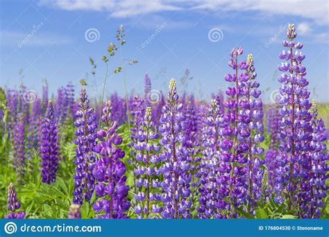 Purple Lupine Flower Closeup Outdoorslupinus Lupin Lupine Field With