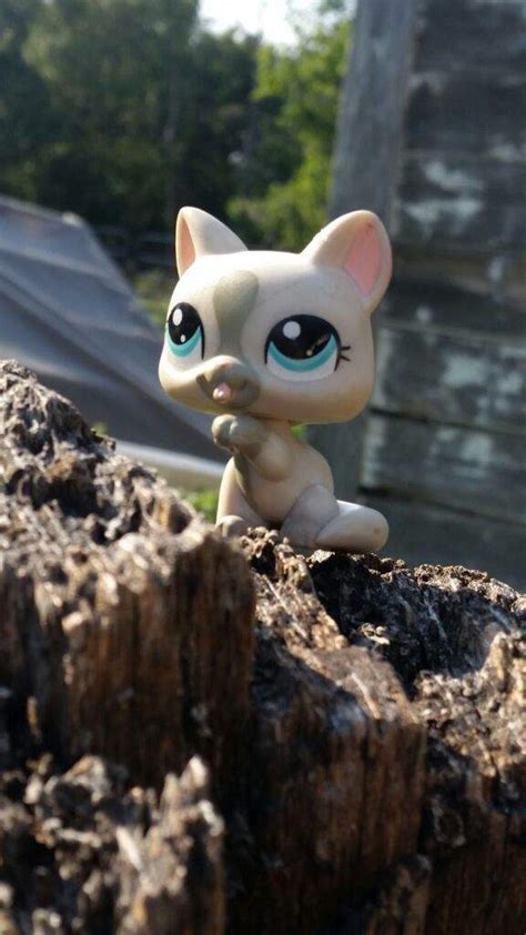 All My Lps Paw Up Cats Lps Amino